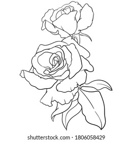 Hand drawn vector of rose flower isolated on white background for coloring page. Black and white  stock illustration of plant for coloring book.