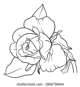 Handgezeichnete Vektorgrafik von Rosenblumen einzeln auf weißem Hintergrund für die Färbung der Seite. Schwarz-Weiß-Stockillustration für Pflanzen zum Färben von Büchern.