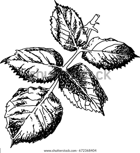 rose leaf drawing