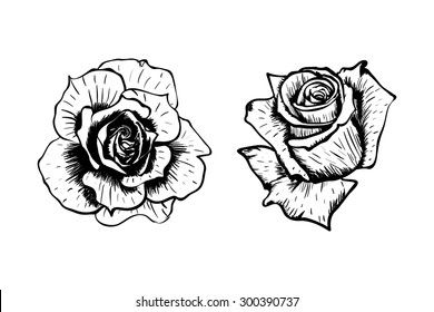 Hand drawn vector roses flower 
