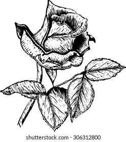 Hand drawn vector roses flower 