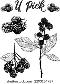 Hand drawn vector rubus blackberry, berries, fruit, for organic, boho, botanical hand painted u-pick farm sign, jam jelly label, baking recipes or seed packets. Elixir, cocktail, puree label and menu.