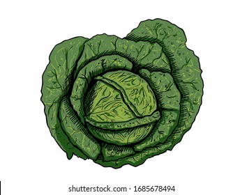 Hand drawn vector savoy. Whole cabbage vegetable.