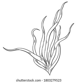 Hand drawn vector of sea plant  isolated on white background for coloring page. Black and white  stock illustration of alga for coloring book.