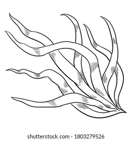 Hand drawn vector of sea plant  isolated on white background for coloring page. Black and white  stock illustration of alga for coloring book.
