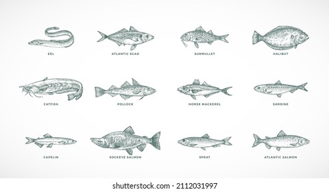 Hand Drawn Vector Sea and River Fish Species Illustrations Set. Collection of Salmons Pollock, Halibut, Sprat, Catfish Sketch Silhouettes. Isolated