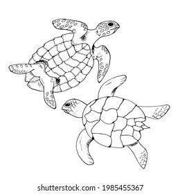 Hand drawn vector sea turtles