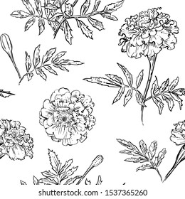 hand drawn vector seamless pattern of marigold flowers.