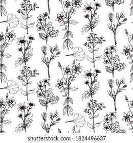 Hand drawn vector seamless pattern of spices and herbs. Medicinal, cosmetic, culinary plants. Seeds, branches, flowers and leaves. Different types of condiment.