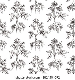Hand drawn vector seamless pattern of spices and herbs. Medicinal, cosmetic, culinary plants. Seeds, branches, flowers and leaves. Different types of condiment.