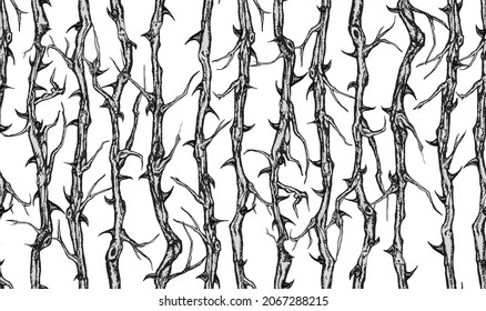 Hand drawn vector seamless pattern of vertical briar patch with stems and thorns.  Black and white illustration.