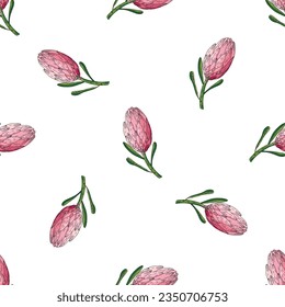 Hand drawn vector seamless pattern of king protea.