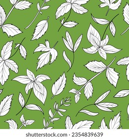 Hand drawn vector seamless pattern with Provence herbs, basil, oregano in outline design