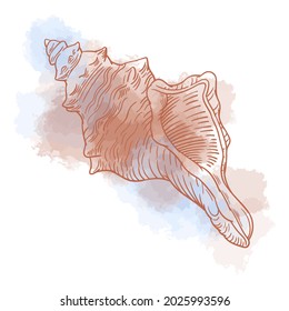 Hand drawn vector of seashell isolated on white background. Stock illustration of colorful sea life.