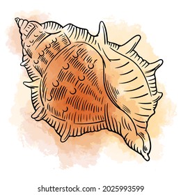 Hand drawn vector of seashell isolated on white background. Stock illustration of colorful sea life.