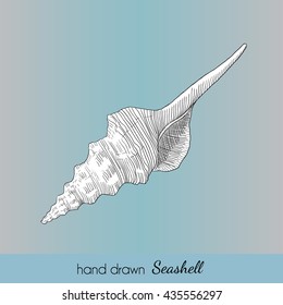 Hand drawn vector seashell in nautical style. Marine illustration for travel card, template, zoology, print etc.