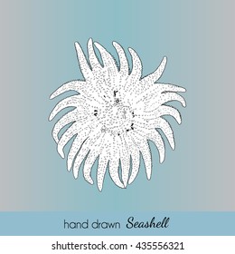 Hand drawn vector seashell in nautical style. Marine illustration for travel card, template, zoology, print etc.