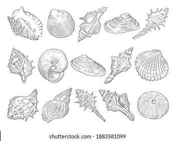 Hand drawn vector of seashells isolated on white background for coloring page. Black and white  stock illustration of mollusk for coloring book.