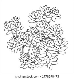Hand drawn vector of Sedum stahlii isolated on white background. Stock illustration of succulent plant.