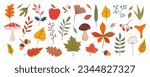 Hand drawn vector set autumn elements. Fall leaves, mushrooms, maple, acorns, berries, oak, rowan. Colored trendy illustration. Autumn floral stickers. Flat design. 