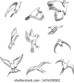 Hand drawn vector set birds variety of vintage bird illustrations