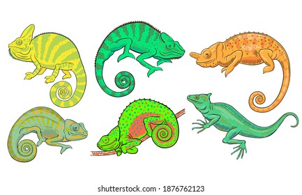 Hand drawn vector set of chameleons and basilisk isolated on white background. Stock illustration of colorful lizards.