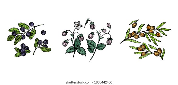 Hand drawn vector set of color wild berries. Blueberries, strawberries and sea buckthorn branches. Forest berries sketches.