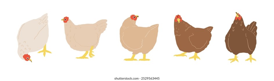 hand drawn vector set of cute cartoon chicken illustration isolated on white background.