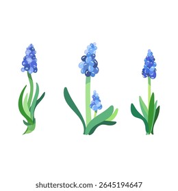Hand drawn vector set of Elegant Grape Hyacinth flowers Isolated on white background, Bluebell Flowers and Green Leaves, stylized style for spring bouquet of Muscari, congratulatory holiday designs