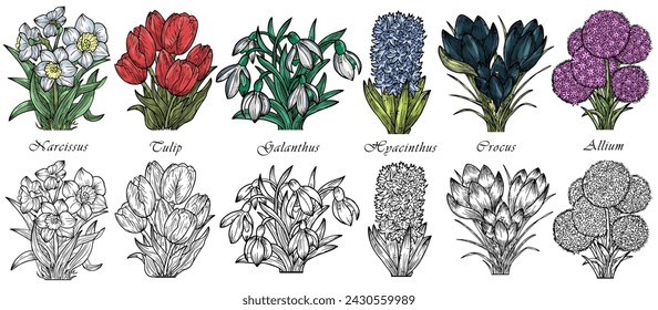 Hand drawn vector set with engraved illustrations of spring flowers - crocus, tulip, narcissus, galanthus, hyacinthus, allium