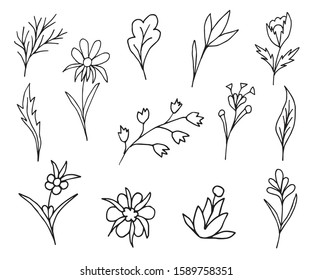 
Hand drawn vector set of floral elements for seasonal design. Flowers, branches with leaves, twigs. Black outline drawing. Sketch in ink.