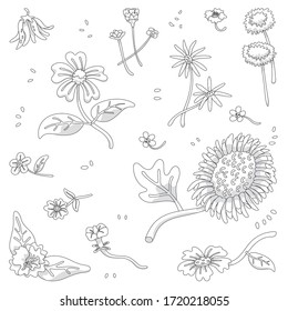 hand drawn vector set of flower on white background.