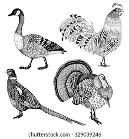 hand drawn vector set of four abstract farm birds isolated on a white background