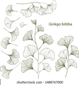 Hand drawn vector set of Ginkgo biloba leaves.Excellent for cosmetic packaging design.