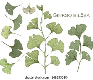 Hand drawn vector set of Ginkgo biloba leaves.