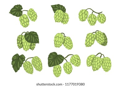 Hand drawn vector set of green hop cones branches with leaves. Brewing industry. Natural element. Design for product label, packing emblem or promo flyer