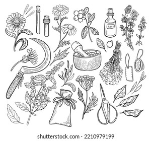 Hand drawn vector set  herbs  bottles   tools: mortar  pestle  scissors  sickle  chamomile  calendula  lingonberry  sage  tansy  mint  melissa  Isolated vintage logos  labels  tattoos  prints  backg