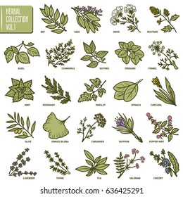 Hand drawn vector set of herbs and spices vintage illustrations. Kitchen and medical plants collection.