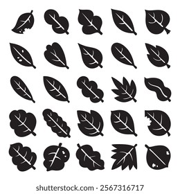 hand drawn vector set of leaves illustration isolated on white background.