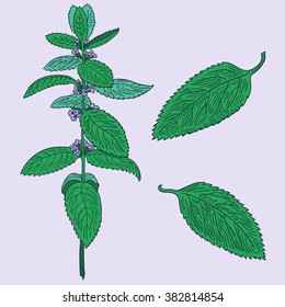 Hand drawn vector set of mint branch and leafs. 