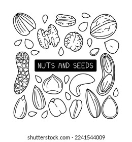 Conjunto de vectores dibujados a mano de nueces y semillas aisladas en fondo blanco.