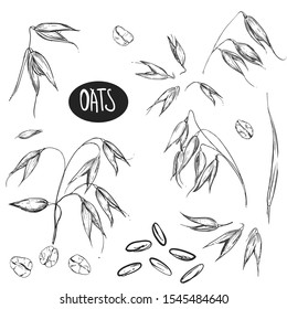 hand drawn vector set of oats, oatmeal, oat grain. sketch. 