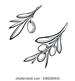 Hand drawn vector set olive branch. White background. Isolated.