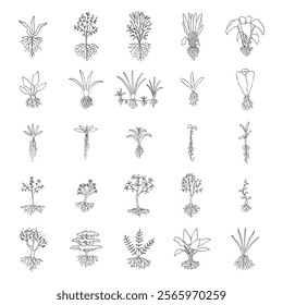 hand drawn vector set of plant with root illustration isolated on white background.