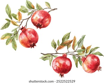 hand drawn vector set of pomegranata branches