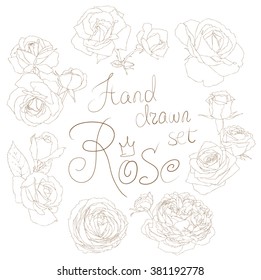 Hand drawn vector set of rose. Rose set of realistic sketches, doodle rose collection. Vector illustration.
