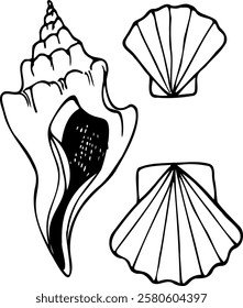 Hand drawn vector set scallops and seashell in line art style isolated on a white background.