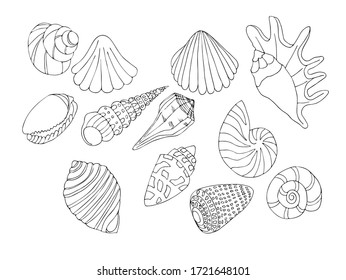 hand drawn vector set with seashells. coloring . elements for design