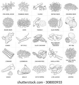 Hand drawn vector set of spices and seeds vintage illustrations. Kitchen labels, badges design elements.