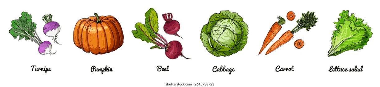 Conjunto vetor desenhado à mão de vegetais - cenoura, beterraba, abóbora, repolho, nabo, alface